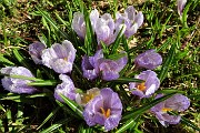 23 Crocus violetto gocciolanti